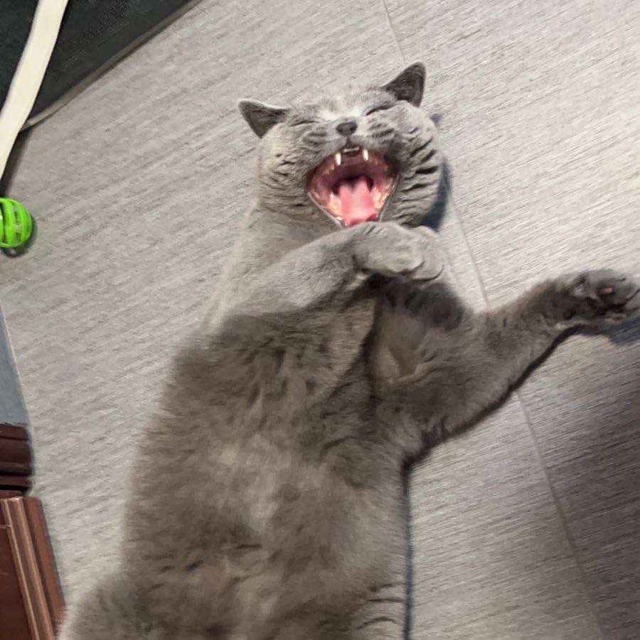 Avatar