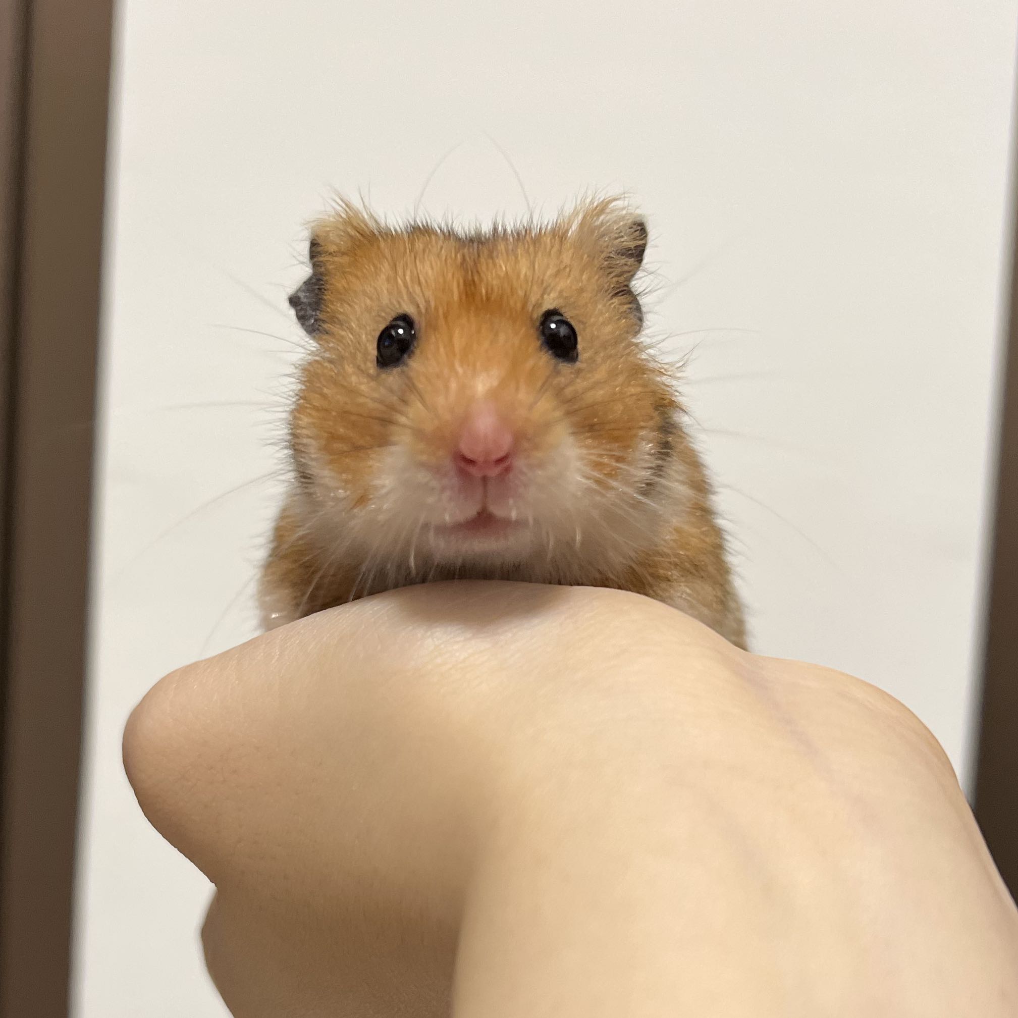 （分類：）位於 。 由 Balboa_852 提交（商品編號 1378264489，圖片 1）。簡介： 。