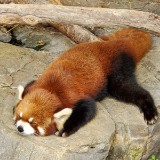 （分類：）位於 。 由 kitvckit 提交（商品編號 1378184859，圖片 1）。簡介： 。