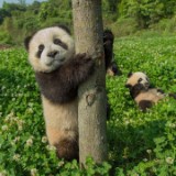 由 rainxlin (刊登 ID 1379259964，圖片 1) 提交，位於 的 (類別：)，說明：。