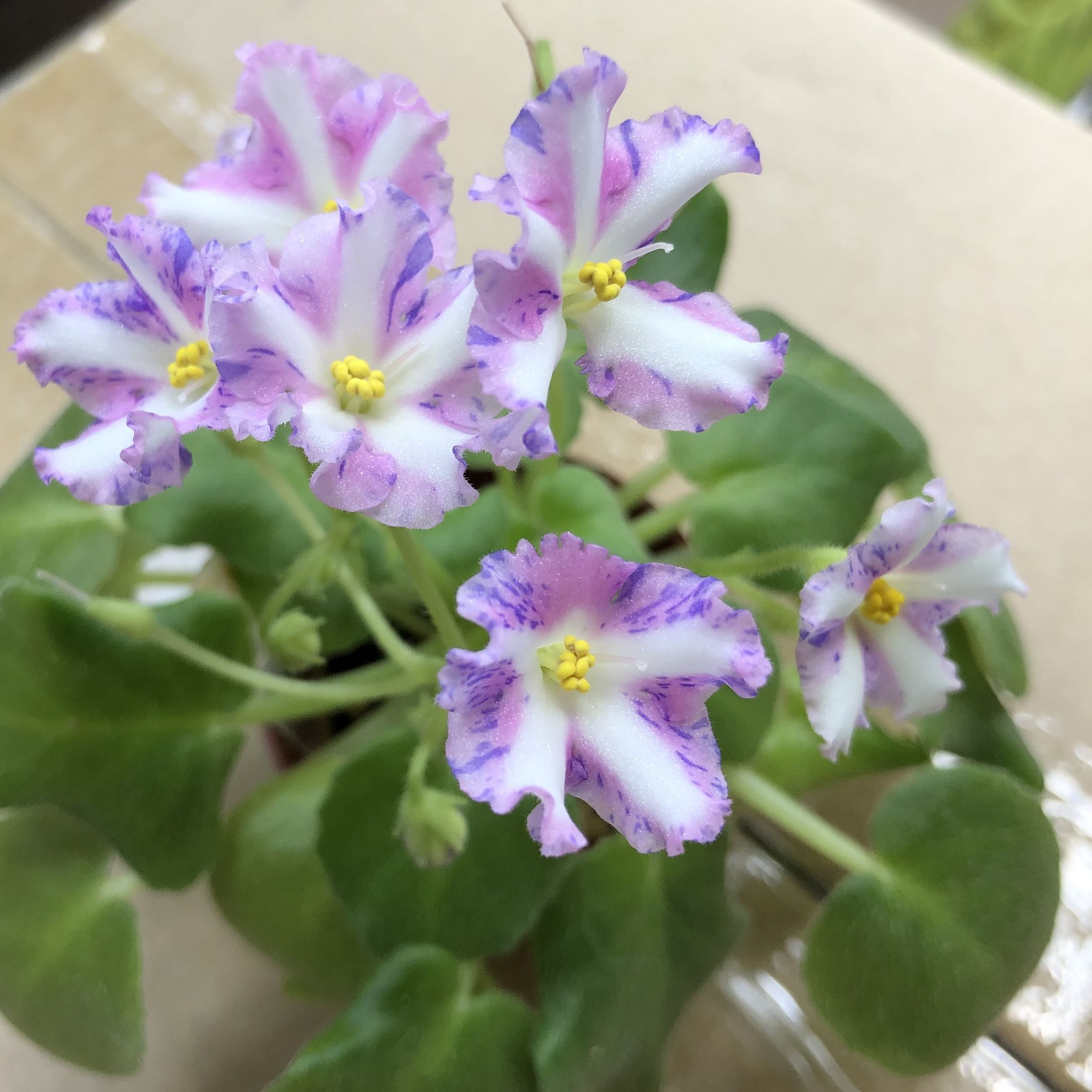 （分類：）位於 。 由 Little.Bee_b 提交（商品編號 1164607117，圖片 1）。簡介： 。