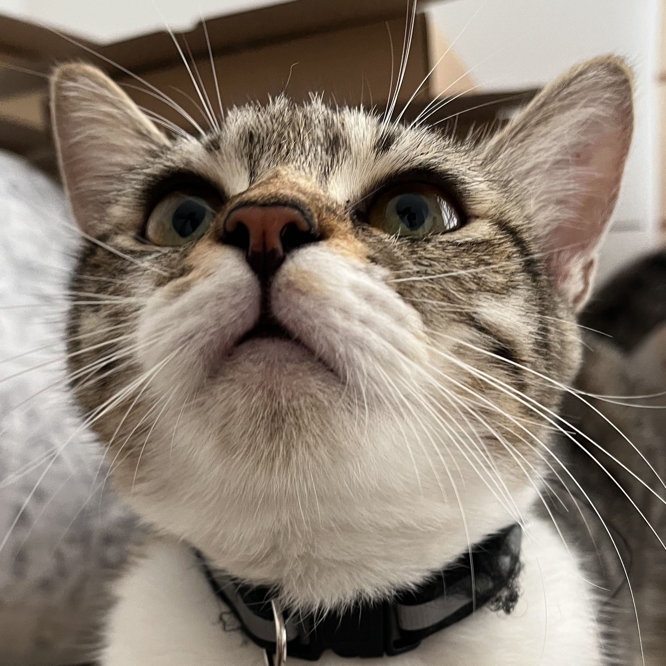 (Category: ) located in . Submitted by thegreatxx (Listing ID 1359166479, Image 1). Description: .