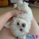 （分類：）位於 。 由 mandykwok1012 提交（商品編號 1341027574，圖片 1）。簡介： 。