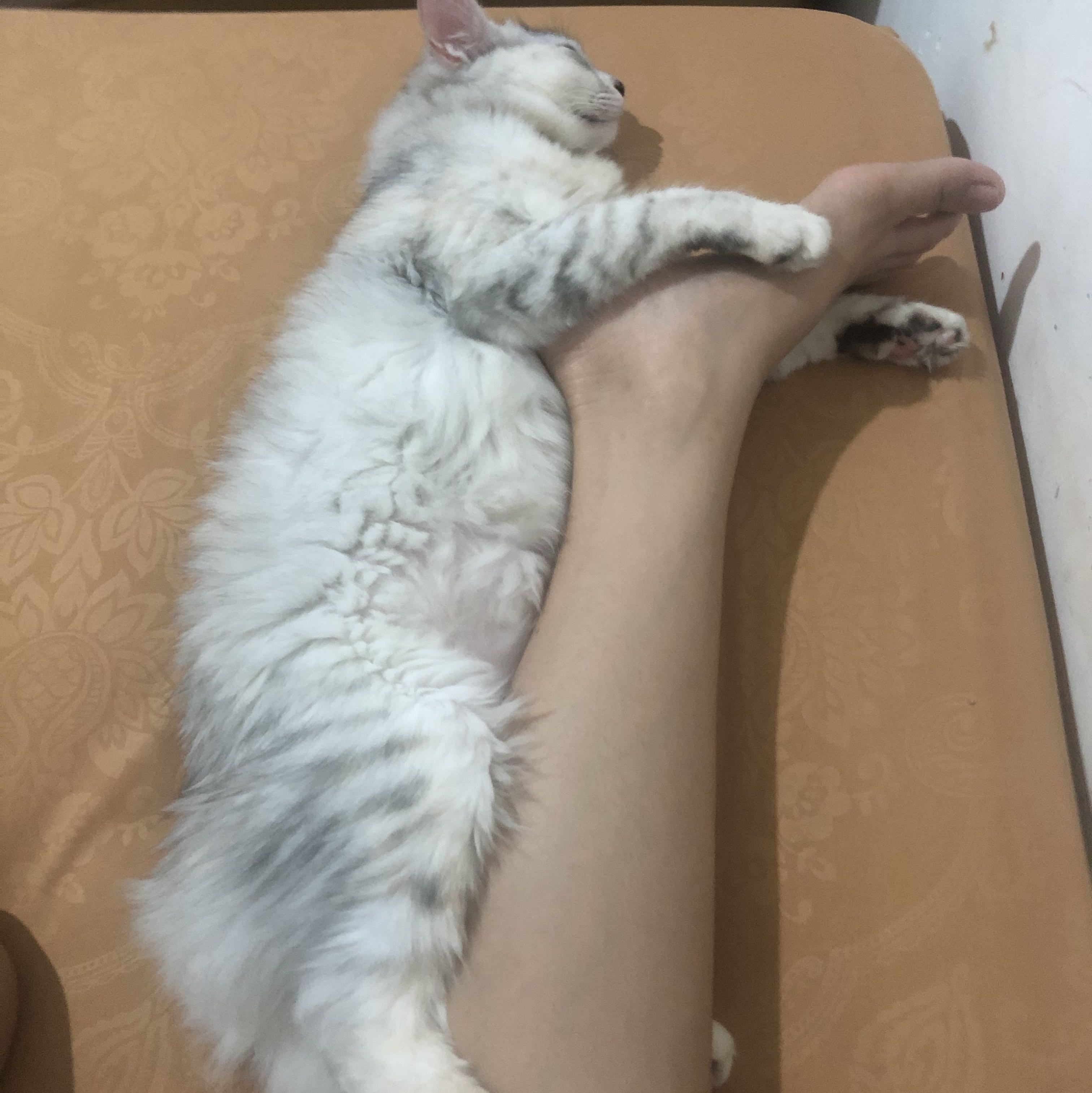 (Kategori: ) berada di . Dikirim oleh lilylilac19 (ID iklan 1357441067, Gambar 1). Deskripsi: .