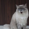 由 bubucat666 (刊登 ID 1380874473，圖片 1) 提交，位於 的 (類別：)，說明：。