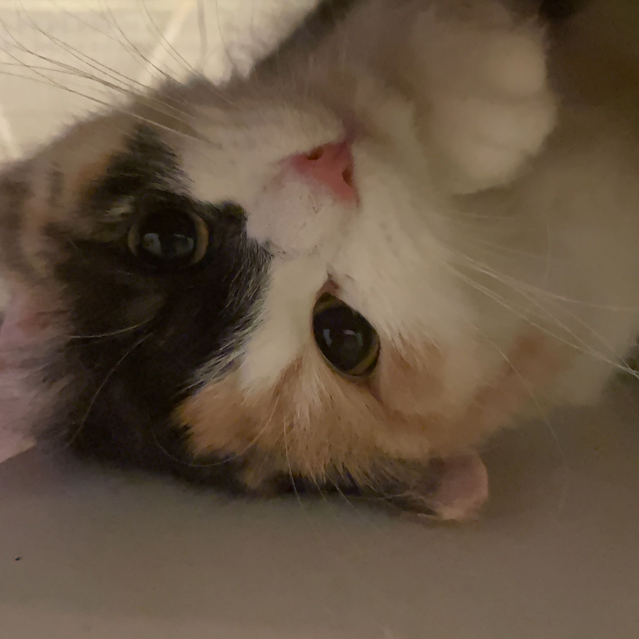 (Category: ) located in . Submitted by kymai (Listing ID 1312569231, Image 1). Description: .