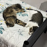 (Category: ) located in . Submitted by ehfiz (Listing ID 1449253254, Image 1). Description: .