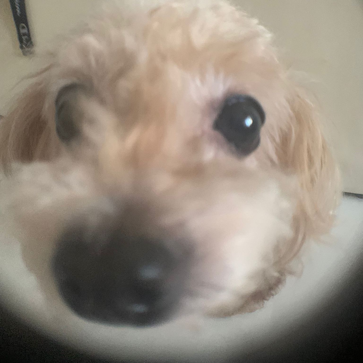 (Category: ) located in . Submitted by anika._. (Listing ID 1456832887, Image 1). Description: .