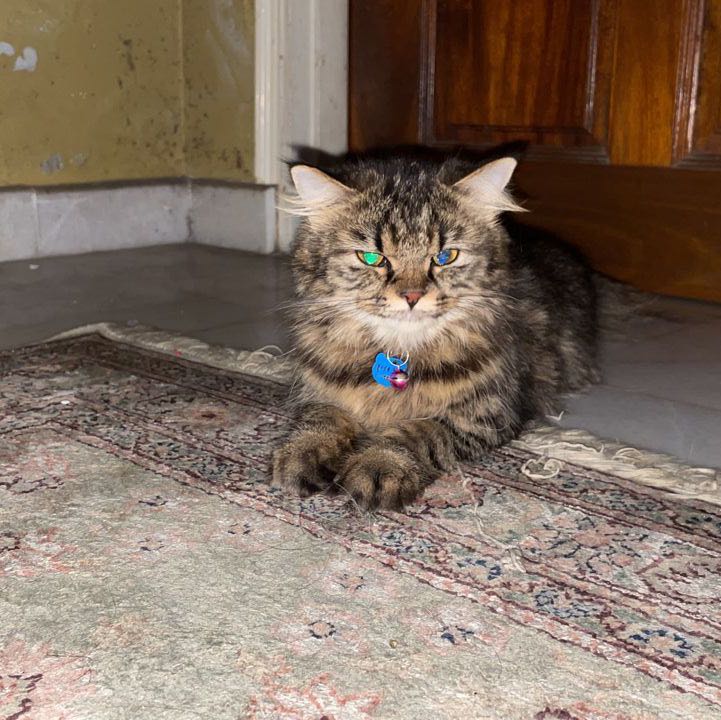 Avatar
