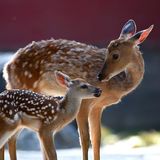 （分類：）位於 。 由 mayyyuen 提交（商品編號 1312228832，圖片 1）。簡介： 。