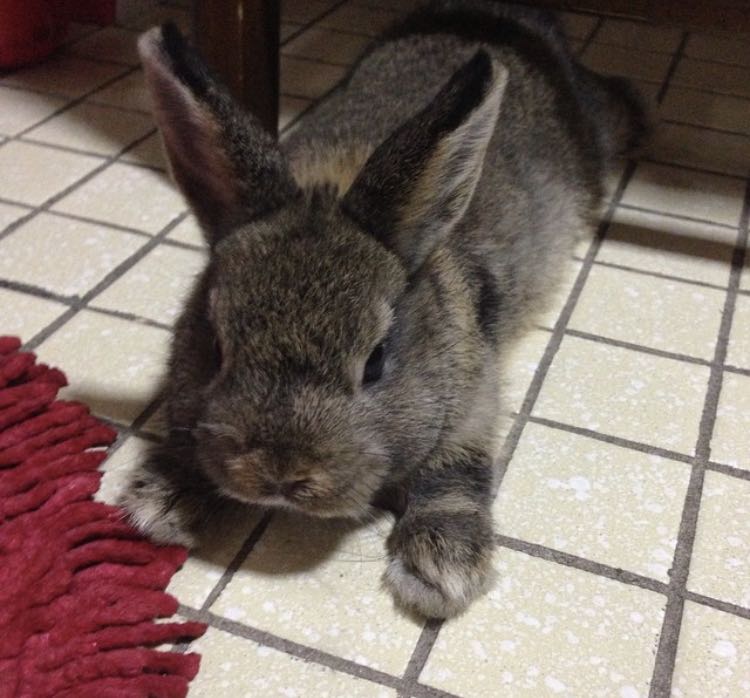 (Category: ) located in . Submitted by bamby2020 (Listing ID 1376145437, Image 1). Description: .