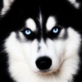 （分類：）位於 。 由 malamute_snow 提交（商品編號 1325274073，圖片 1）。簡介： 。