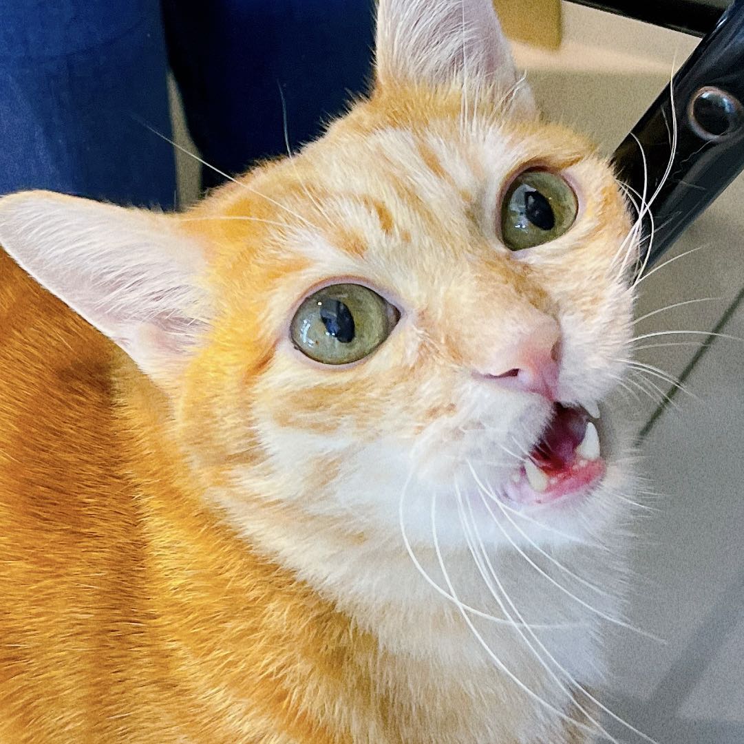 由 e339bg7ykm (刊登 ID 1366657299，圖片 1) 提交，位於 的 (類別：)，說明：。