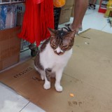 （分類：）位於 。 由 HimHim0 提交（商品編號 1385203260，圖片 1）。簡介： 。