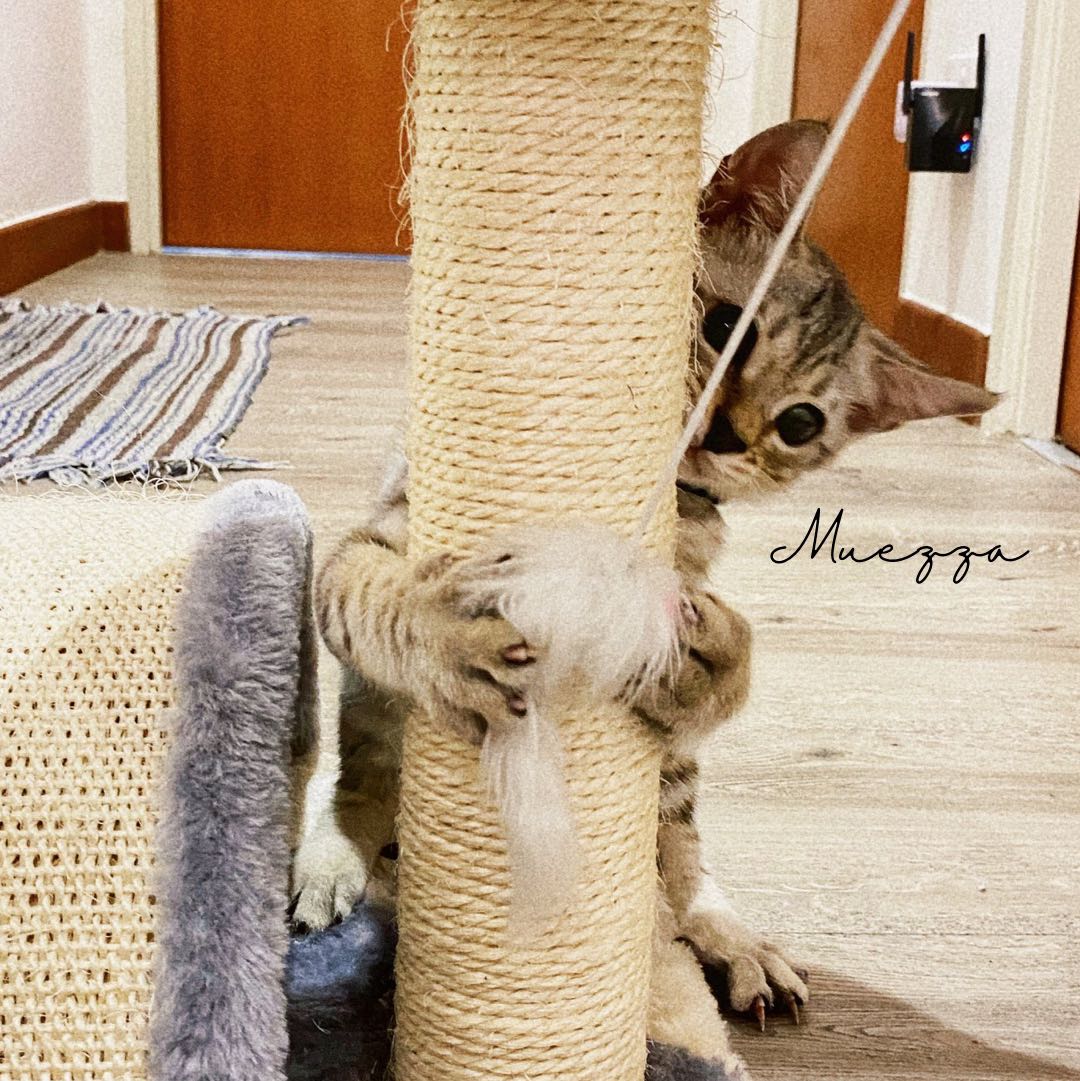 (Category: ) located in . Submitted by mrsoqah (Listing ID 1385898346, Image 1). Description: .