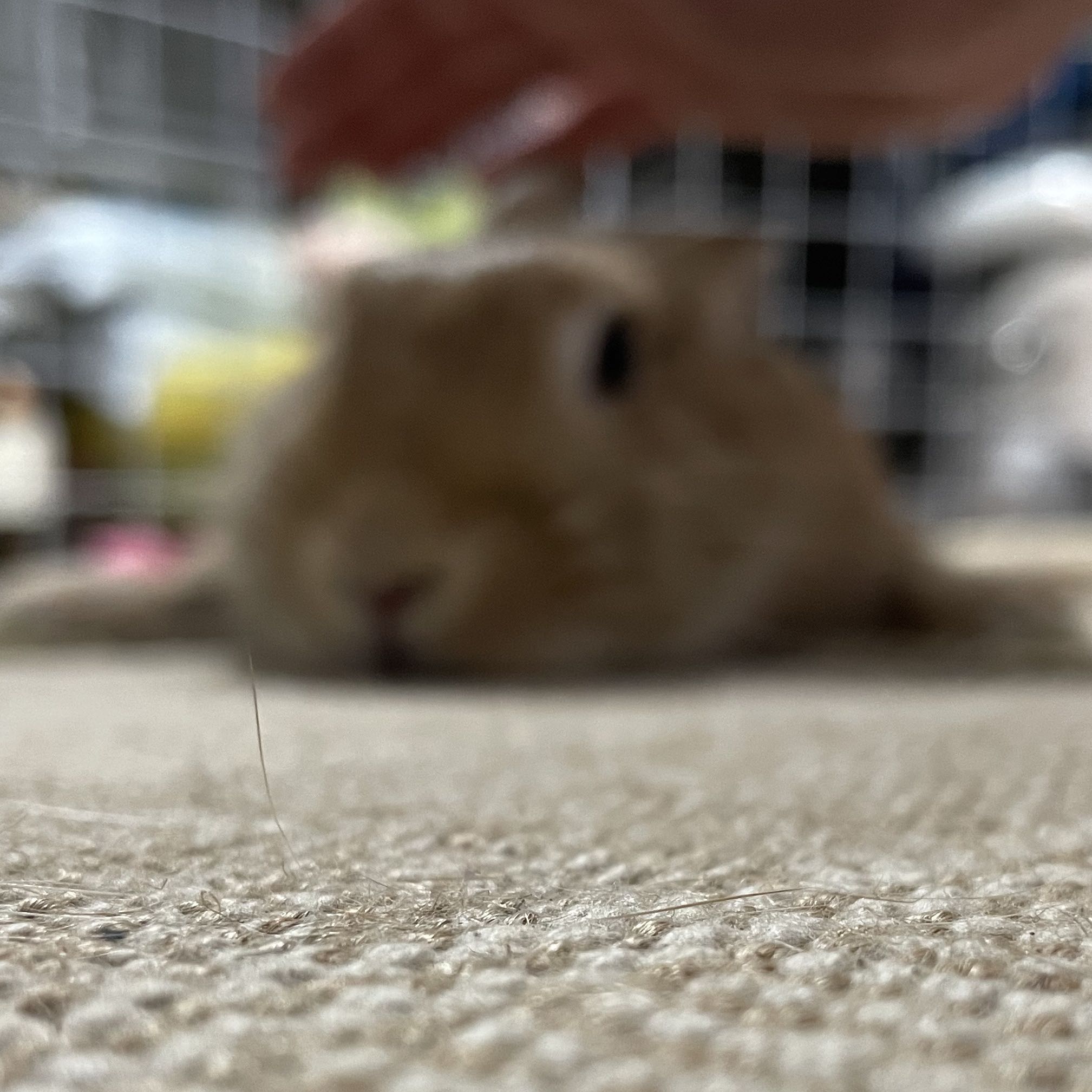 （分類：）位於 。 由 henry_blue 提交（商品編號 1379284518，圖片 1）。簡介： 。