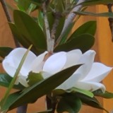（分類：）位於 。 由 Angelsunn 提交（商品編號 1380985062，圖片 1）。簡介： 。