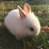 (Category: ) located in . Submitted by huen19 (Listing ID 1349632371, Image 1). Description: .