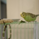 （分類：）位於 。 由 Raisinne 提交（商品編號 1171750360，圖片 1）。簡介： 。