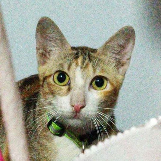 (Category: ) located in . Submitted by angela16coronel (Listing ID 1345428123, Image 1). Description: .