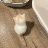 (Category: ) located in . Submitted by khairilnova (Listing ID 1439882475, Image 1). Description: .