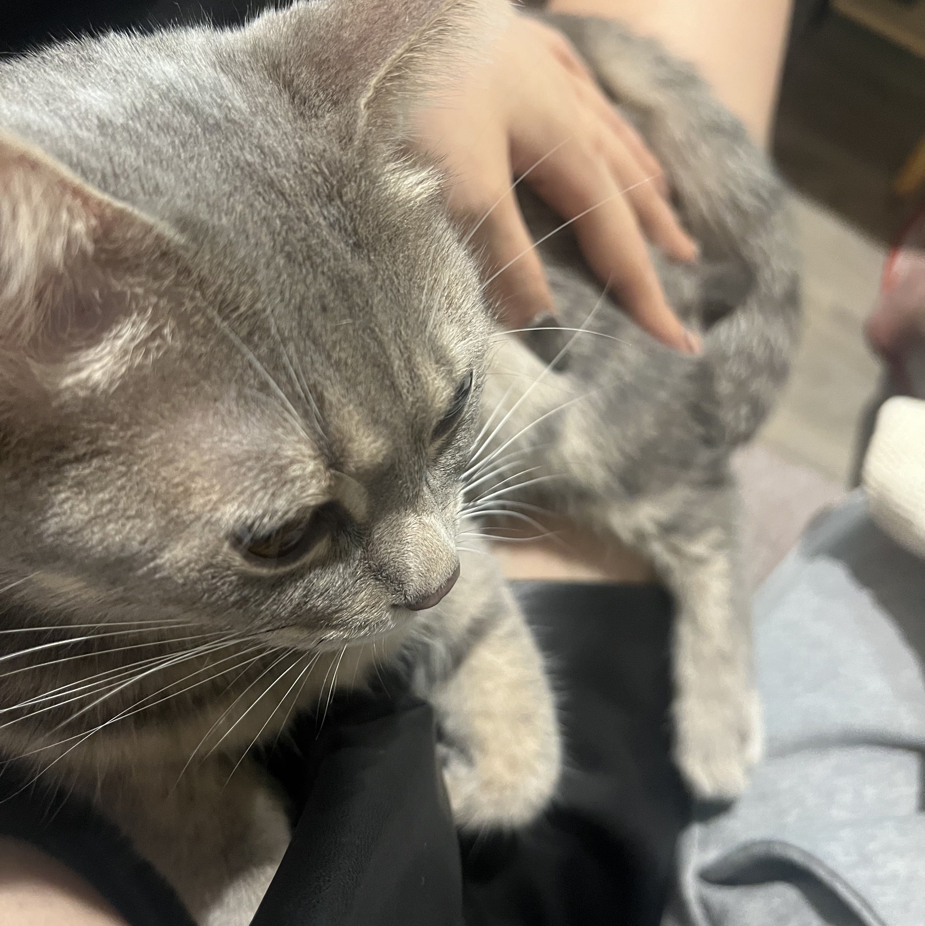 由 shenkitty556 (刊登 ID 1370769451，圖片 1) 提交，位於 的 (類別：)，說明：。