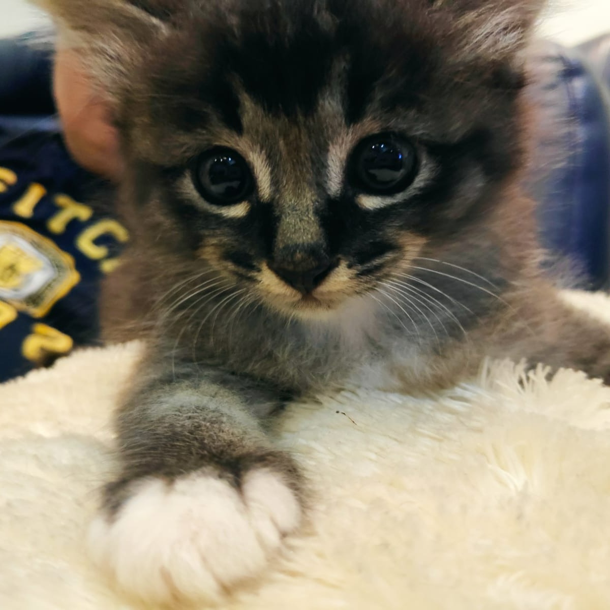(Category: ) located in . Submitted by catcitizen (Listing ID 1381462195, Image 1). Description: .