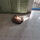 (Category: ) located in . Submitted by whitecat68 (Listing ID 1381649952, Image 1). Description: .