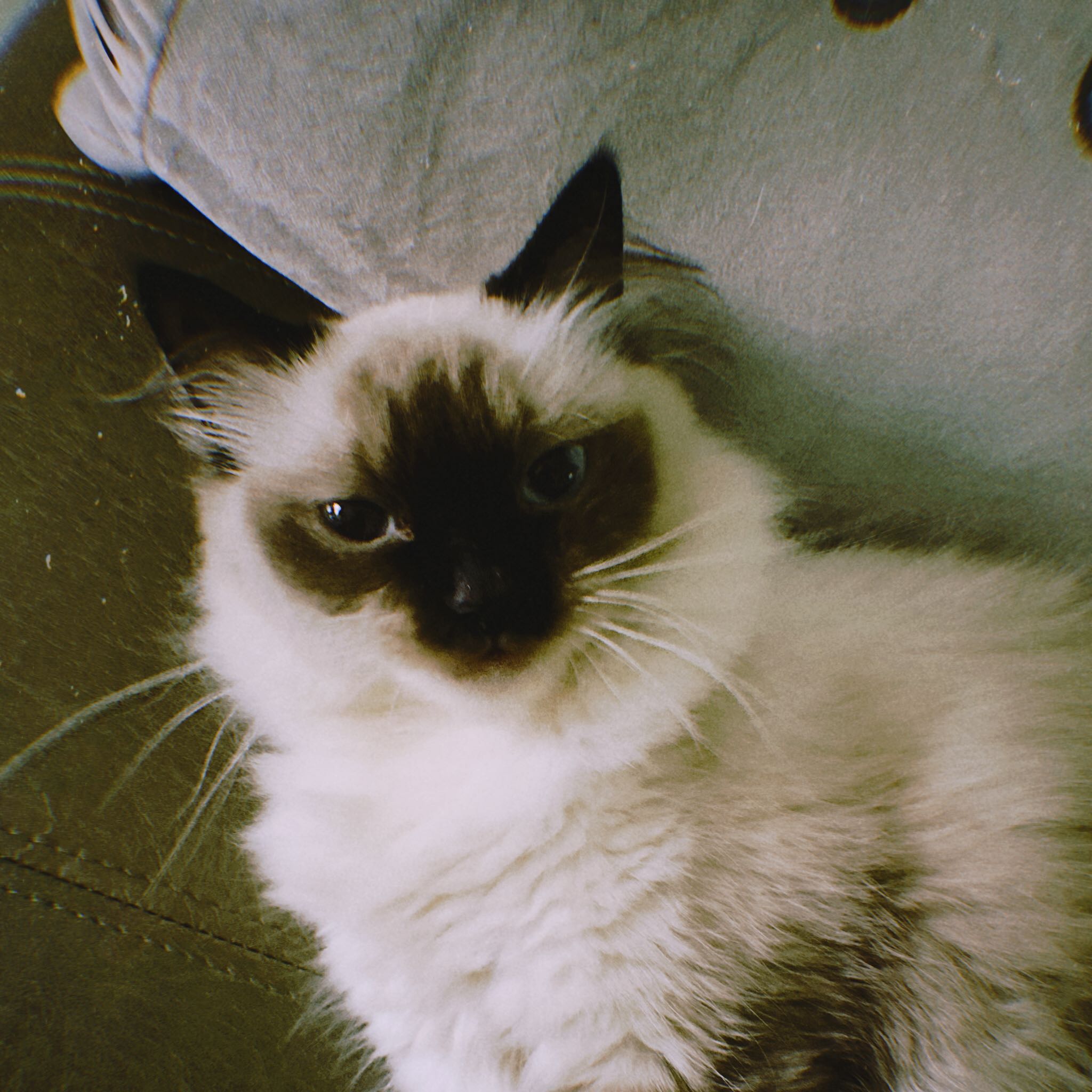(Category: ) located in . Submitted by c4rnage (Listing ID 1372460677, Image 1). Description: .