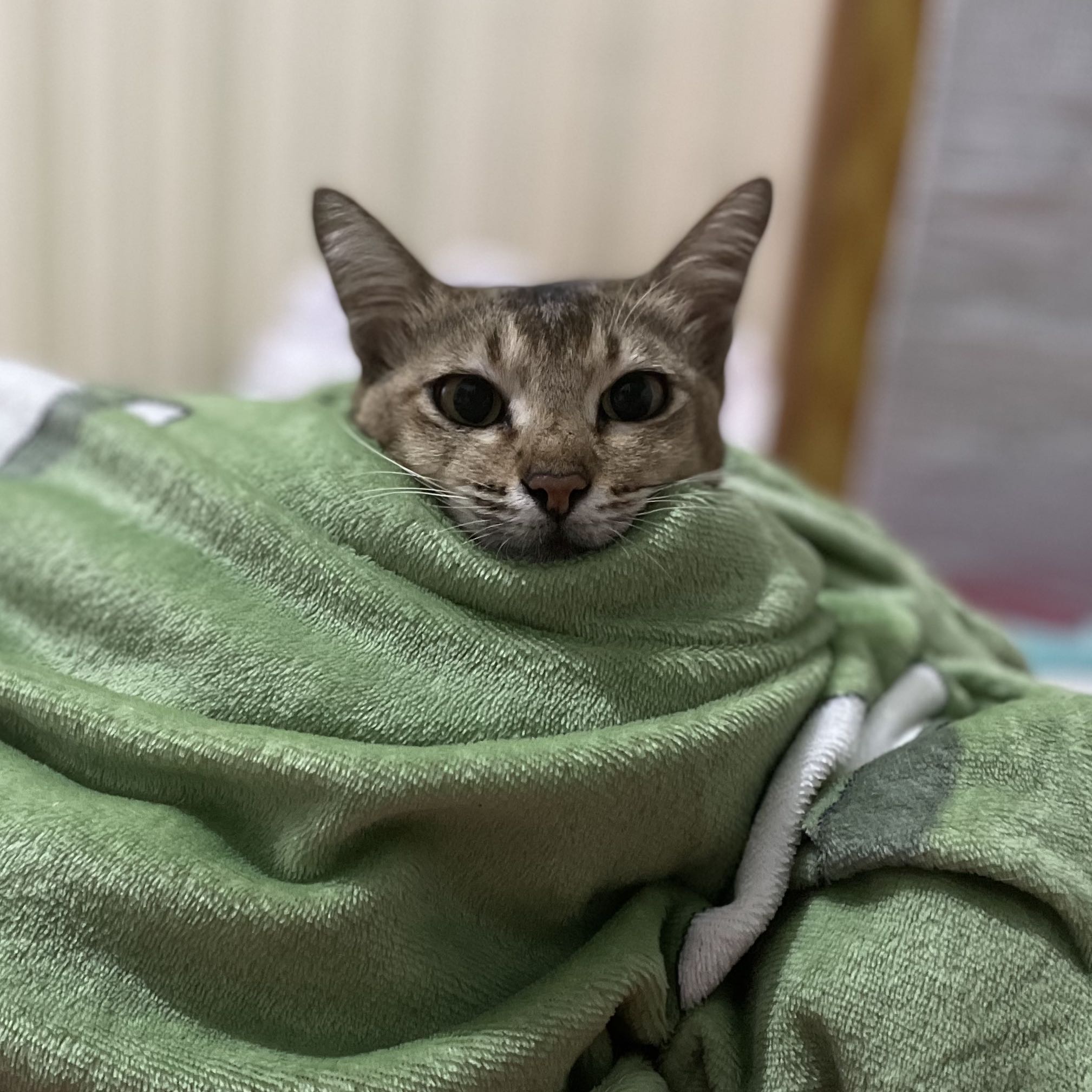 Avatar