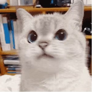 (分類:)位於 。 由 oCryo 提交(商品編號 1426675077,圖片 1)。簡介: 。