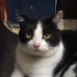(Category: ) located in . Submitted by le_meowzer (Listing ID 1356773232, Image 1). Description: .