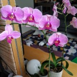 (Category: ) located in . Submitted by sam.miller (Listing ID 1440430923, Image 1). Description: .
