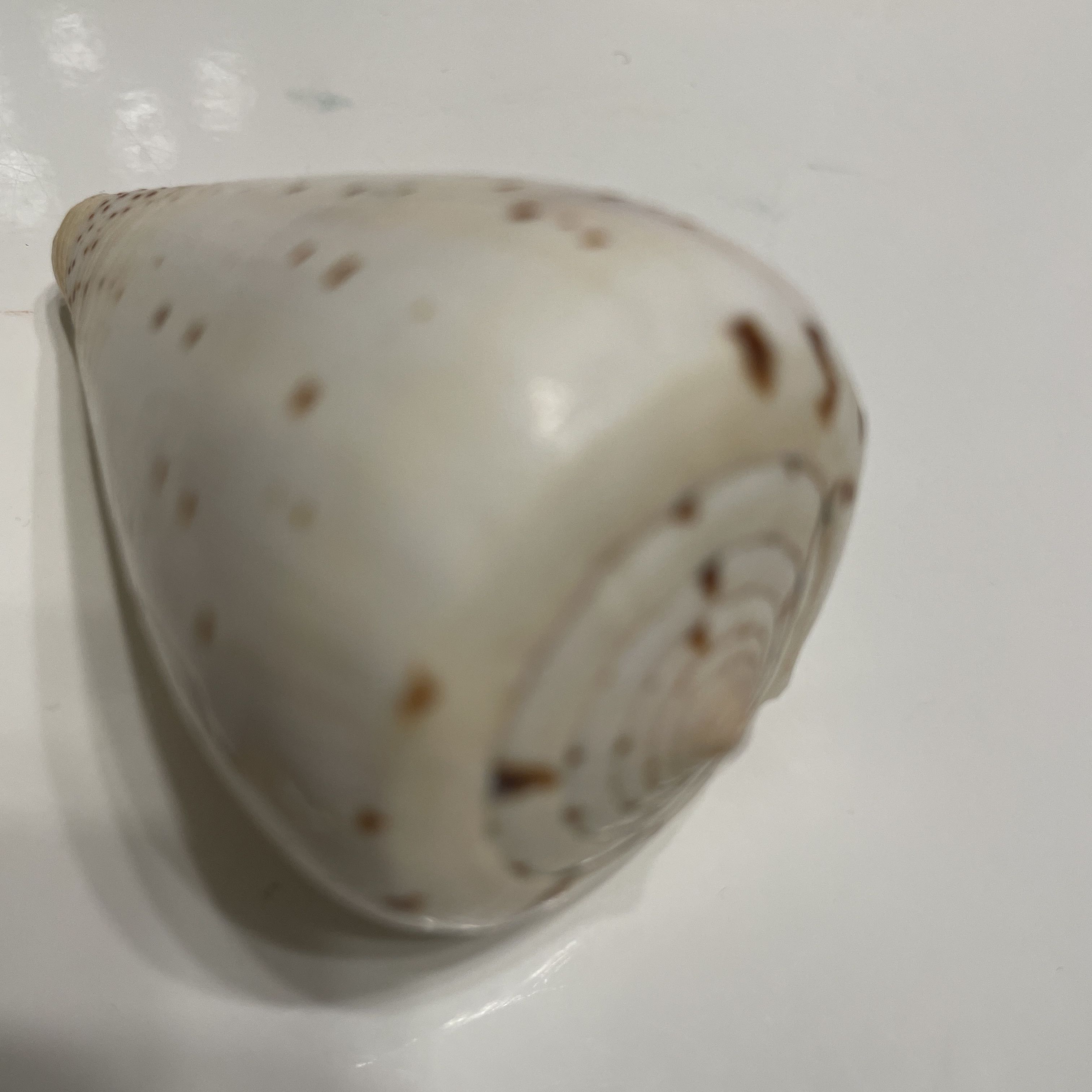 （分類：）位於 。 由 vlaunk 提交（商品編號 1385624475，圖片 1）。簡介： 。