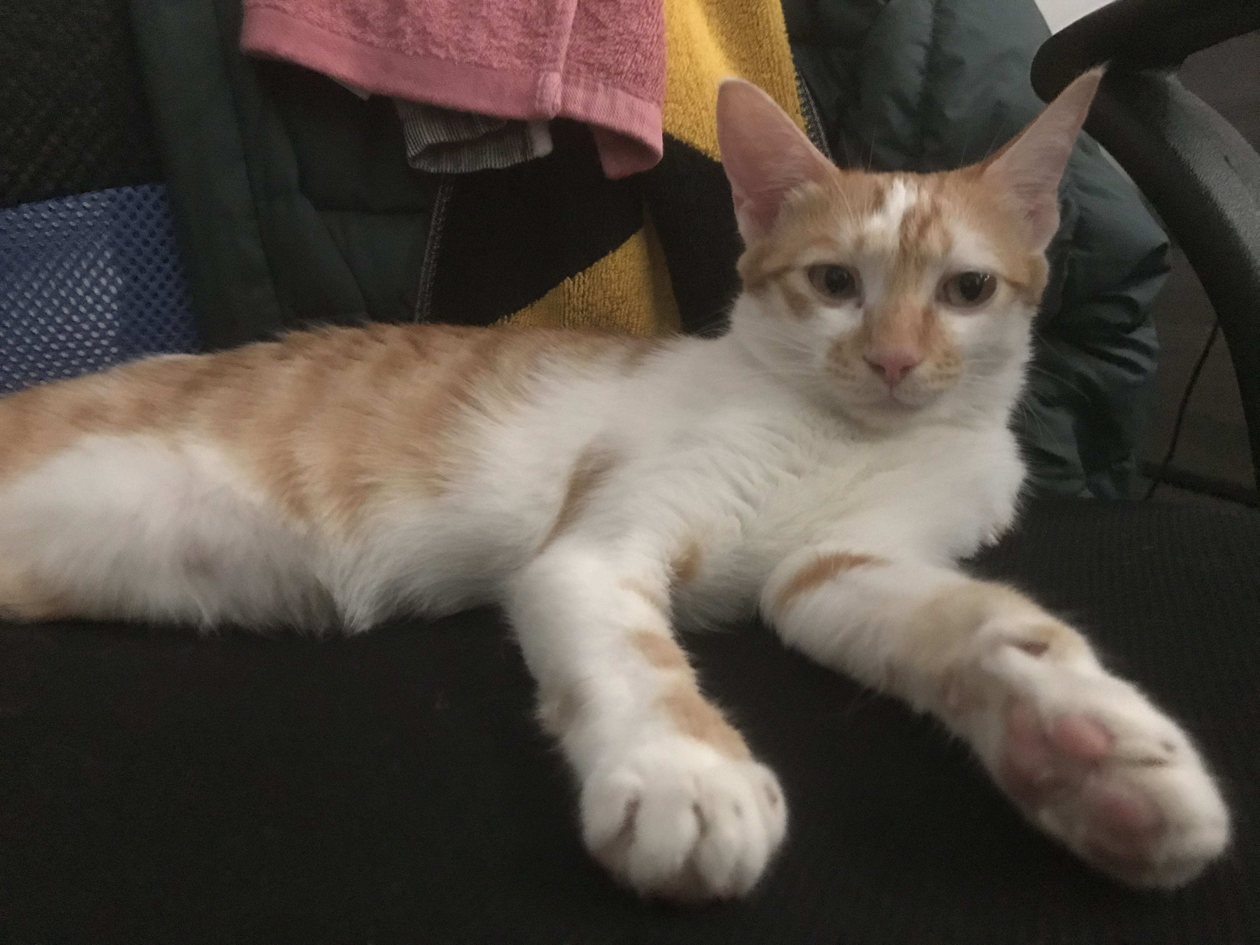 Avatar
