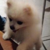 (Category: ) located in . Submitted by Wasaberiqua (Listing ID 1380445262, Image 1). Description: .
