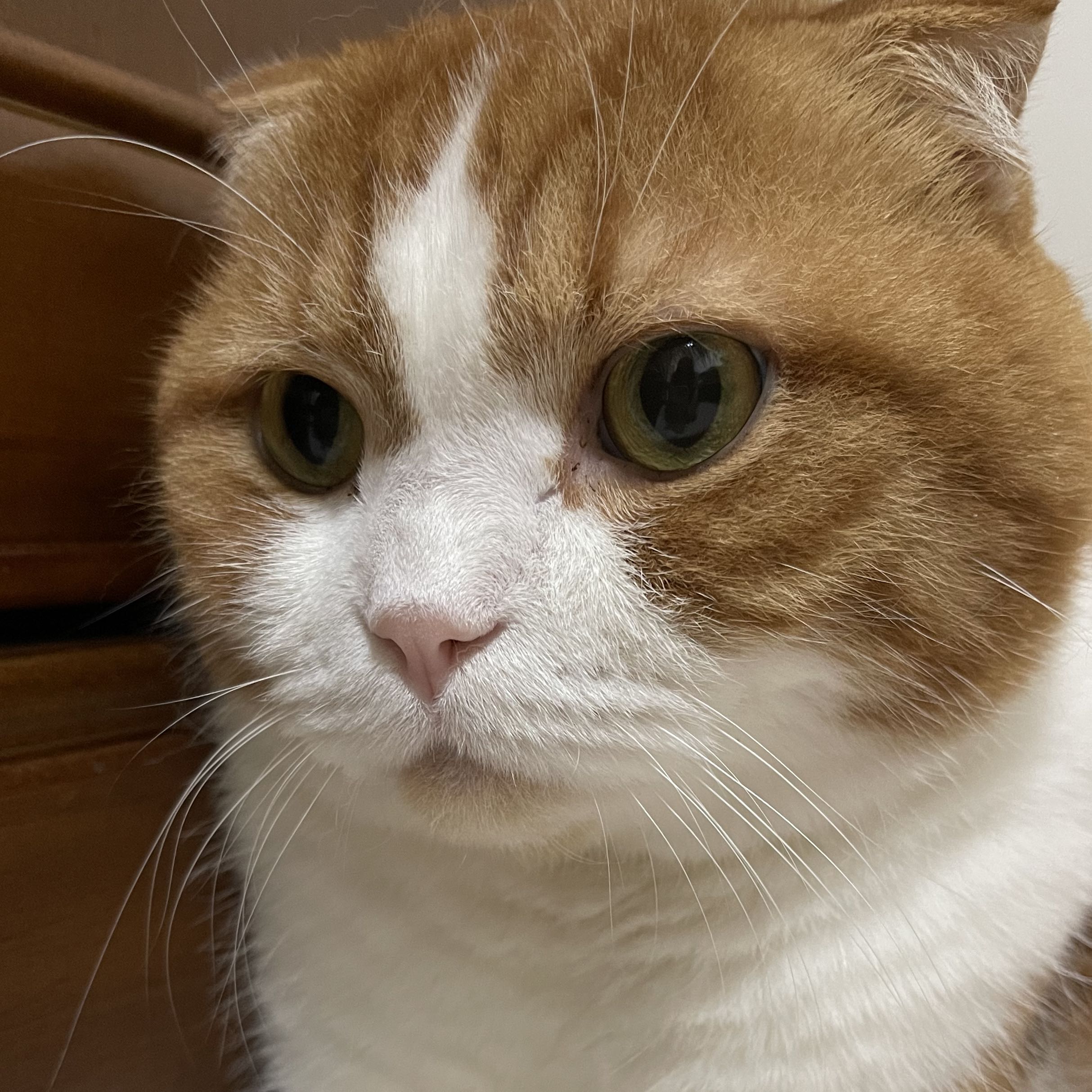 頭像