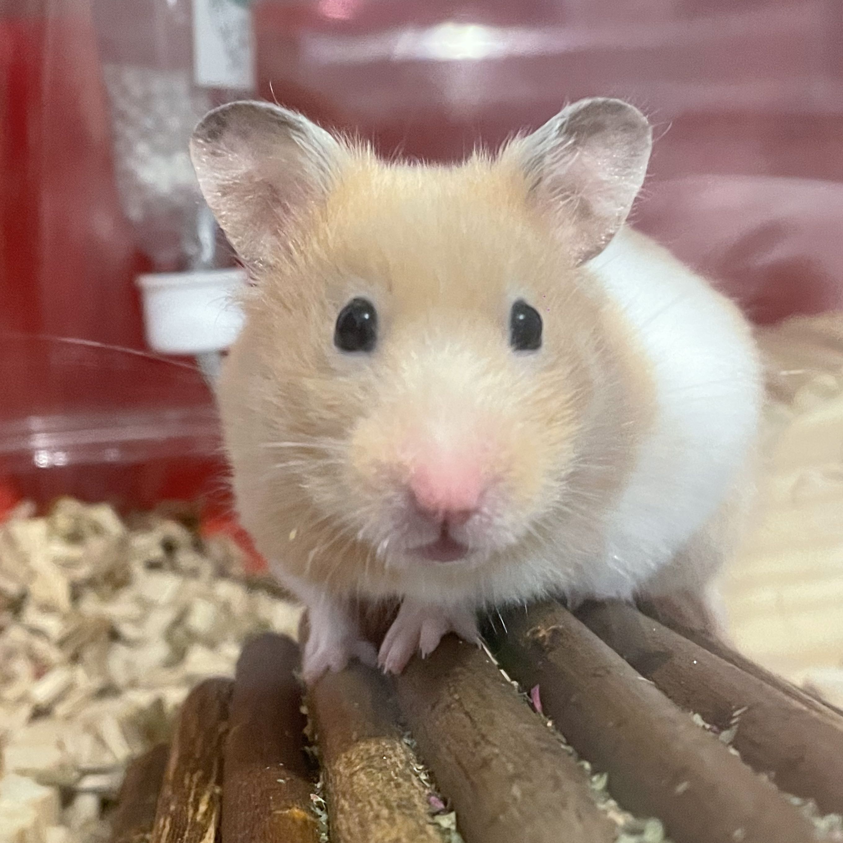 （分類：）位於 。 由 Bebebubu127 提交（商品編號 1308481310，圖片 1）。簡介： 。