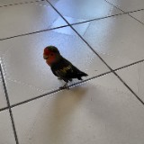 (Category: ) located in . Submitted by mylovebirdwalks (Listing ID 1227955171, Image 1). Description: .