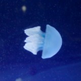 （分類：）位於 。 由 jellyfishcolor 提交（商品編號 1048629896，圖片 1）。簡介： 。