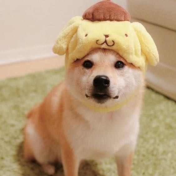 （分類：）位於 。 由 shiro4698 提交（商品編號 1340575606，圖片 1）。簡介： 。