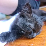 (Category: ) located in . Submitted by xhnnkoh (Listing ID 1380272803, Image 1). Description: .