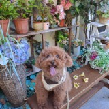 （分類：）位於 。 由 eeyore__ 提交（商品編號 1259878250，圖片 1）。簡介： 。