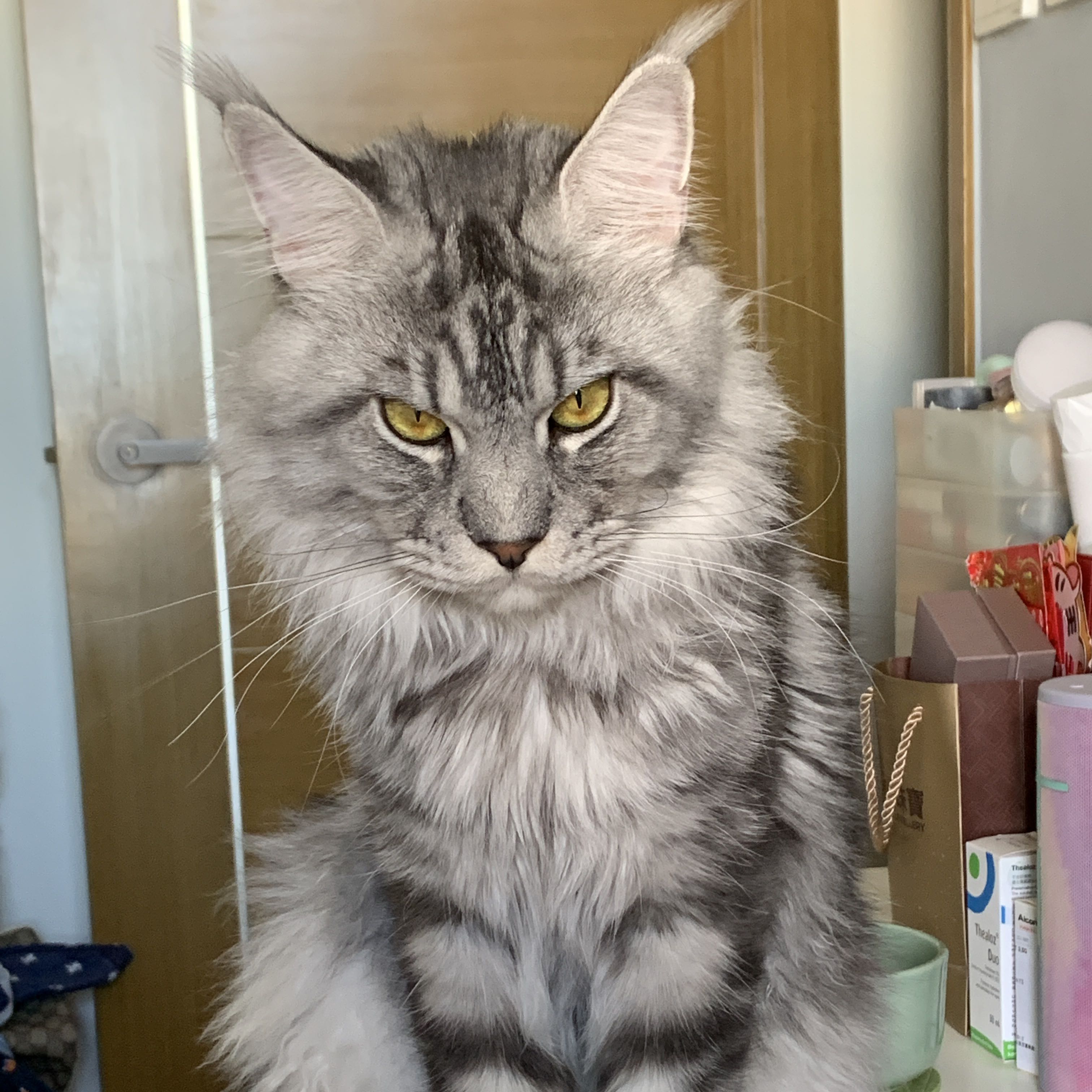 Avatar