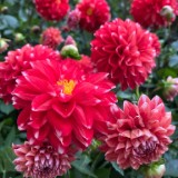 （分類：）位於 。 由 vzmall 提交（商品編號 1273235649，圖片 1）。簡介： 。