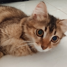 (Kategori: ) berada di . Dikirim oleh nurulnovita818-06269 (ID iklan 1325330416, Gambar 1). Deskripsi: .