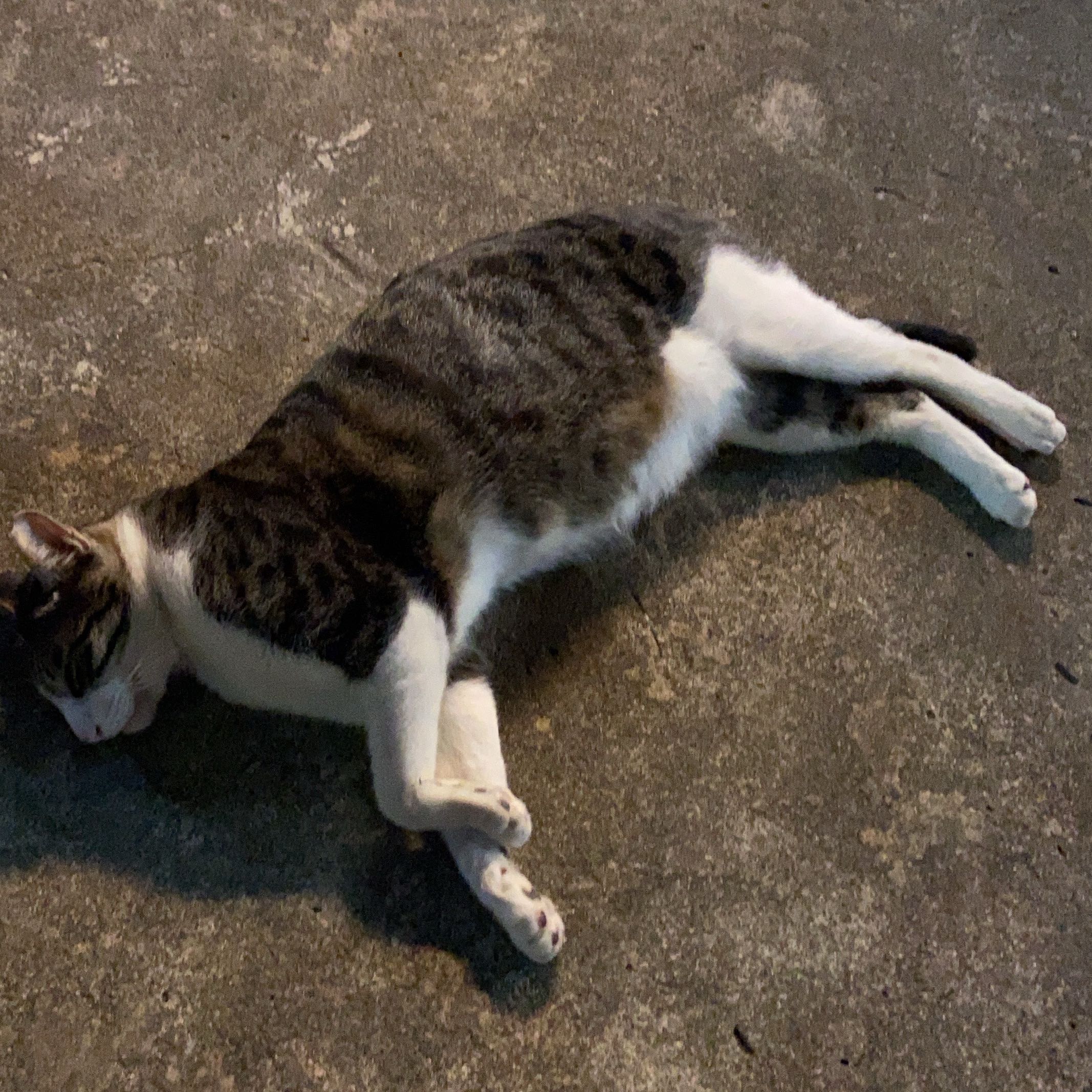 由 catiefifi (刊登 ID 1316138160，圖片 1) 提交，位於 的 (類別：)，說明：。