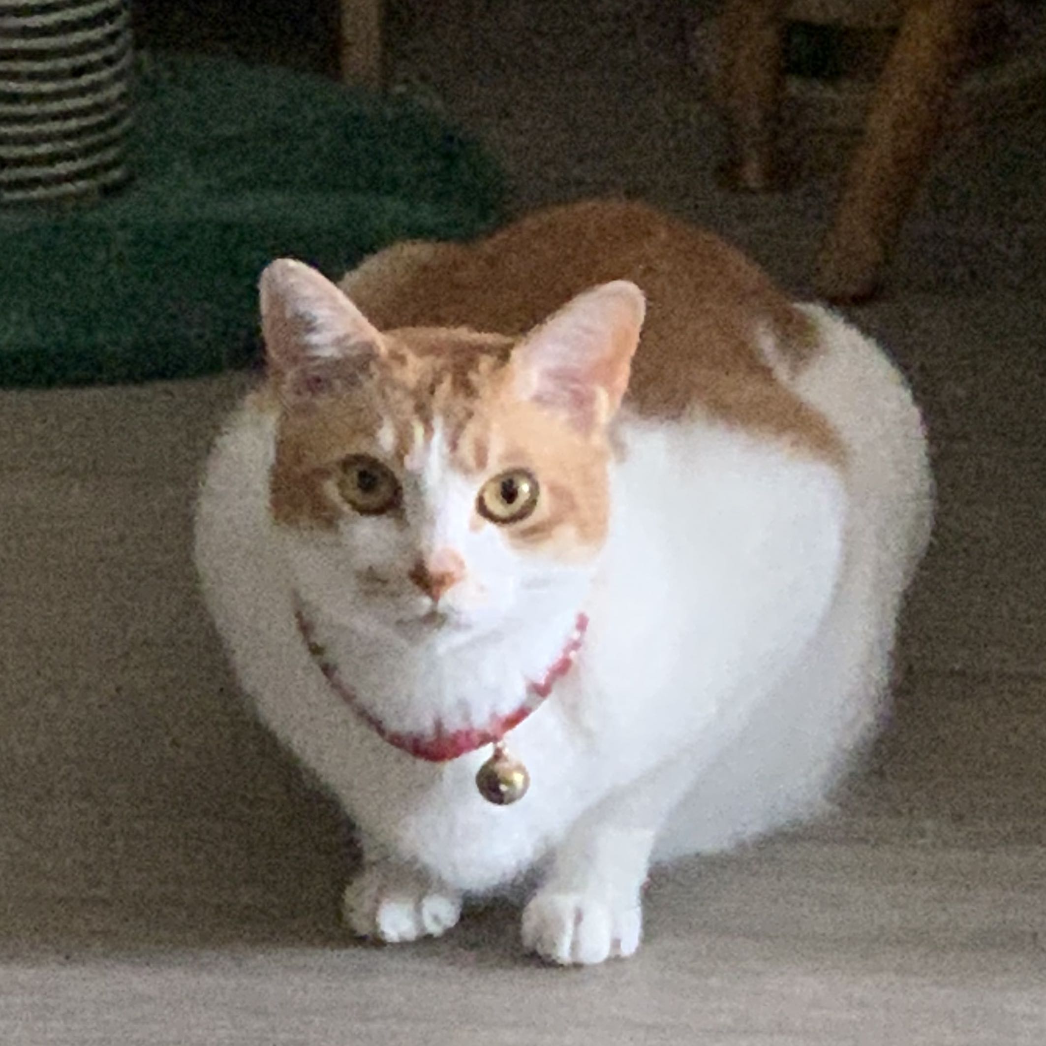 （分類：）位於 。 由 Nemothecat 提交（商品編號 1211457320，圖片 1）。簡介： 。