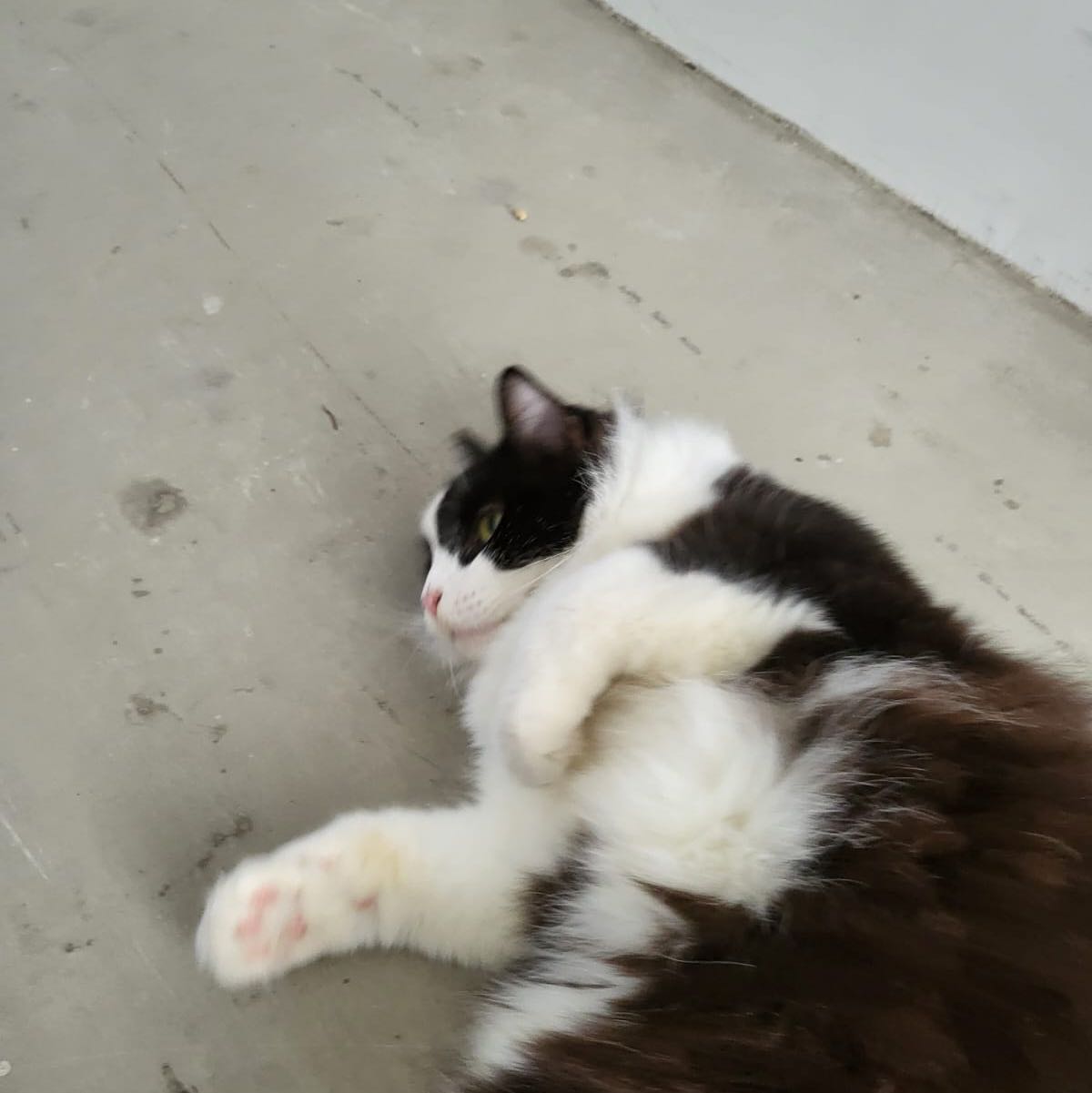 (Category: ) located in . Submitted by momiji_ (Listing ID 1236044663, Image 1). Description: .