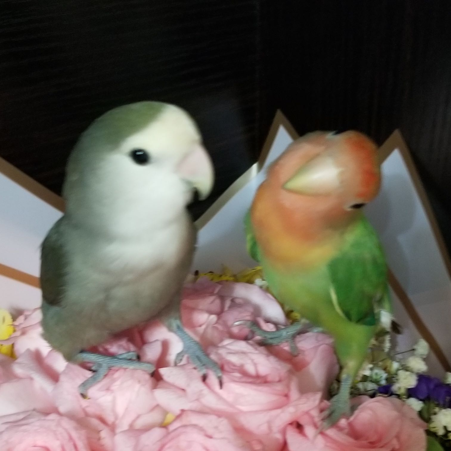 （分類：）位於 。 由 sunnychau82 提交（商品編號 1385196649，圖片 1）。簡介： 。